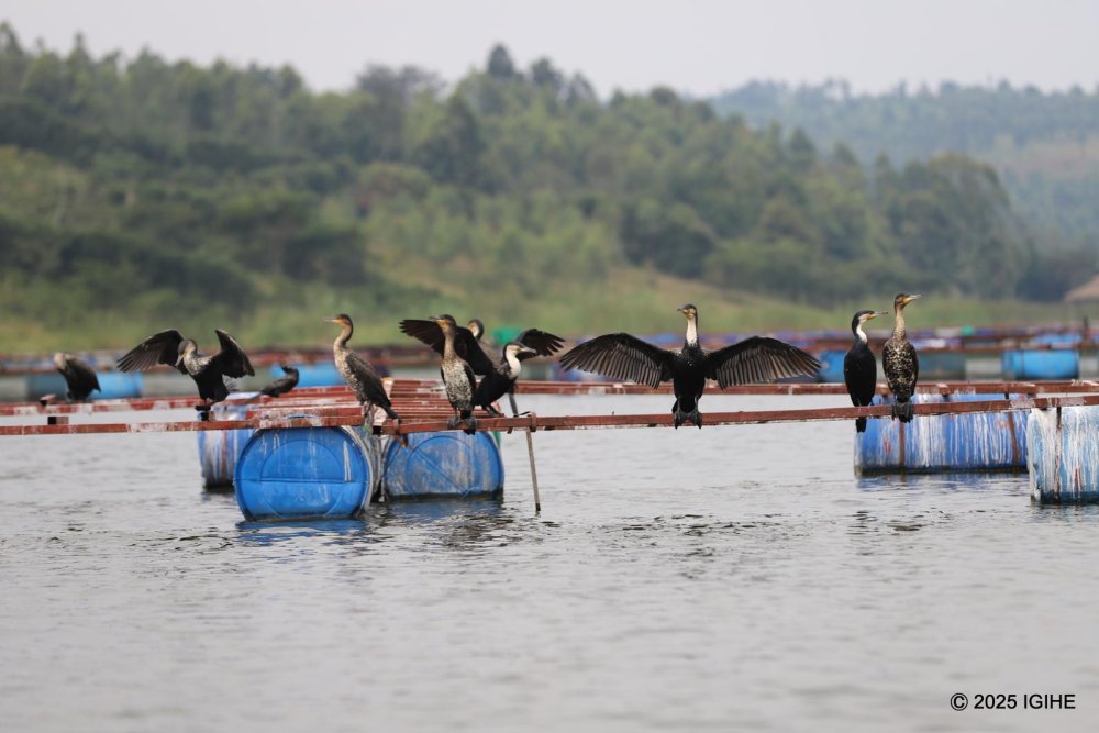 Muhazi is a lake covering an area of 33 square kilometers, with a length of 60 kilometers from its eastern to its western side, and a width of up to three kilometers.