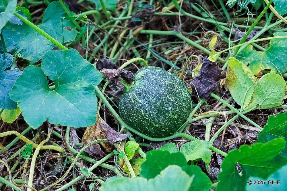Muhazi Beach Resort grows its own vegetables and fruits.