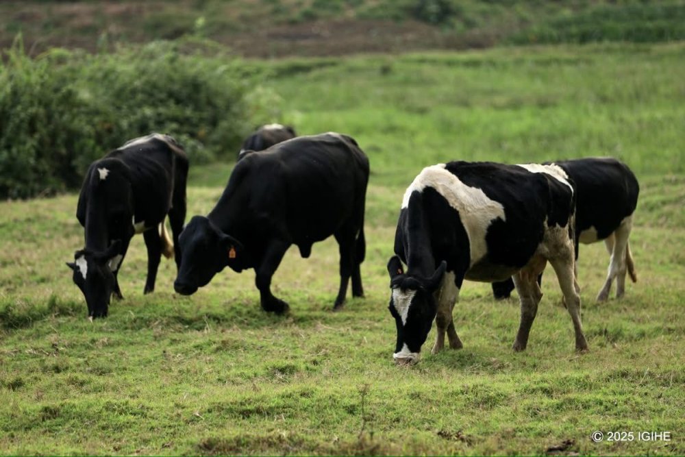 The lodge also has cows on-site, and guests are warmly welcomed with fresh milk.
