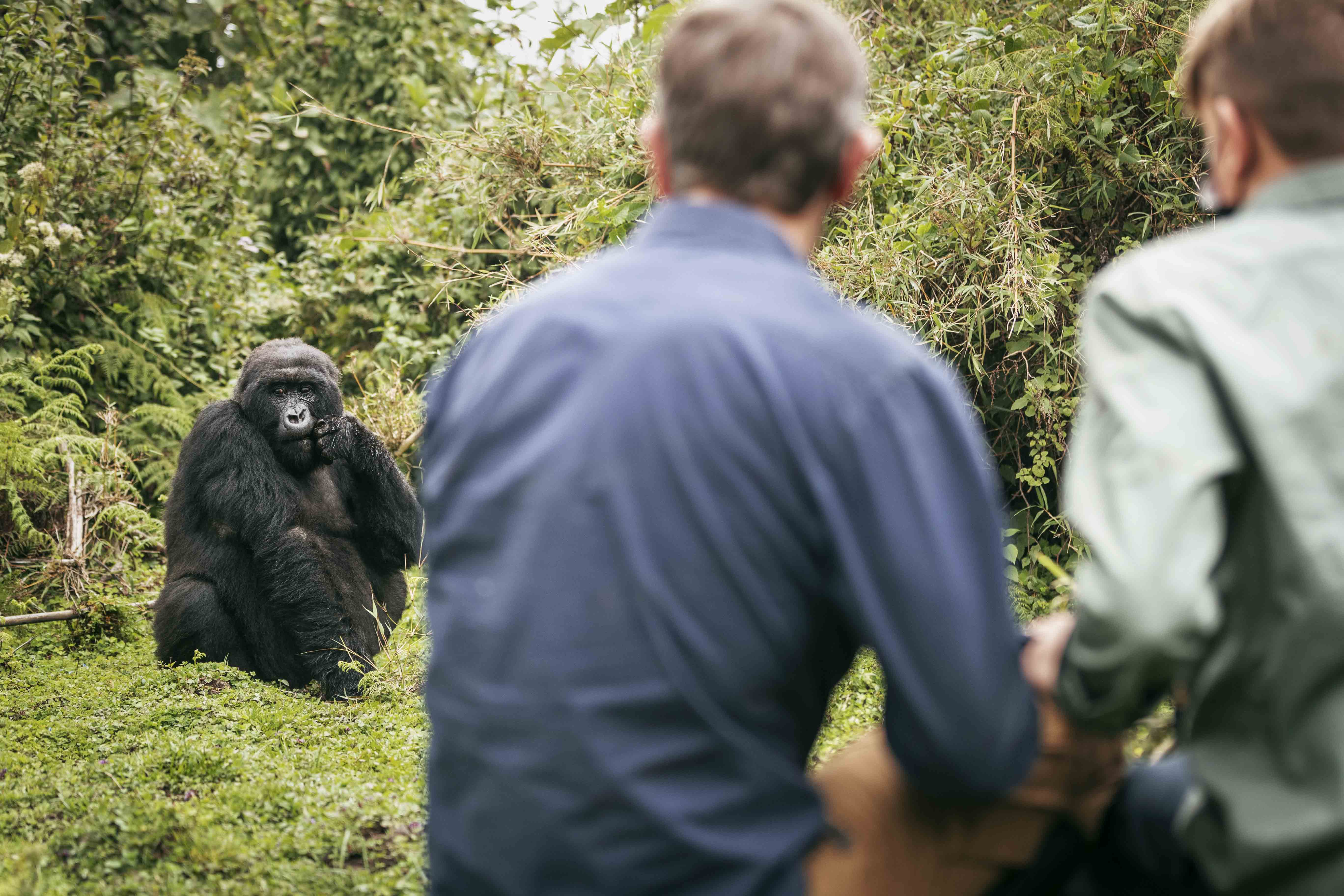 Gorilla tourism remains a key revenue stream for Rwanda, with visitors paying a minimum of $1,500 per person for gorilla trekking permits, which grant access to the park and an hour spent with the gorillas.