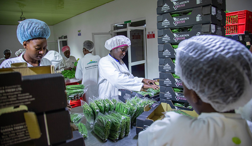Workers package green beans for export inside the NAEB warehouse in Kigali. Rwanda has placed the private sector at the centre of its economic transformation, targeting 43 percent of financing for the National Strategy for Transformation (NST2) to come from private investment.
