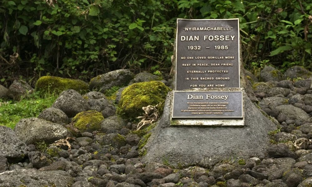 Fossey was buried at Karisoke among the gorillas she had cared for, fulfilling her wish to rest alongside the animals she loved so dear.