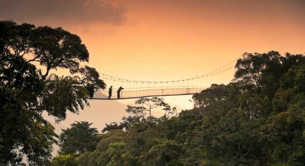 Nyungwe canopy walkway offers a memorable experience to travel enthusiasts.