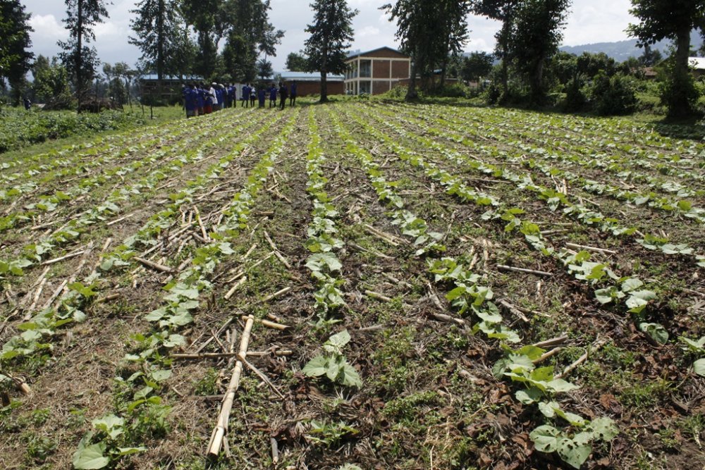 Agriculture accounts for 70% of labor force in Rwanda.