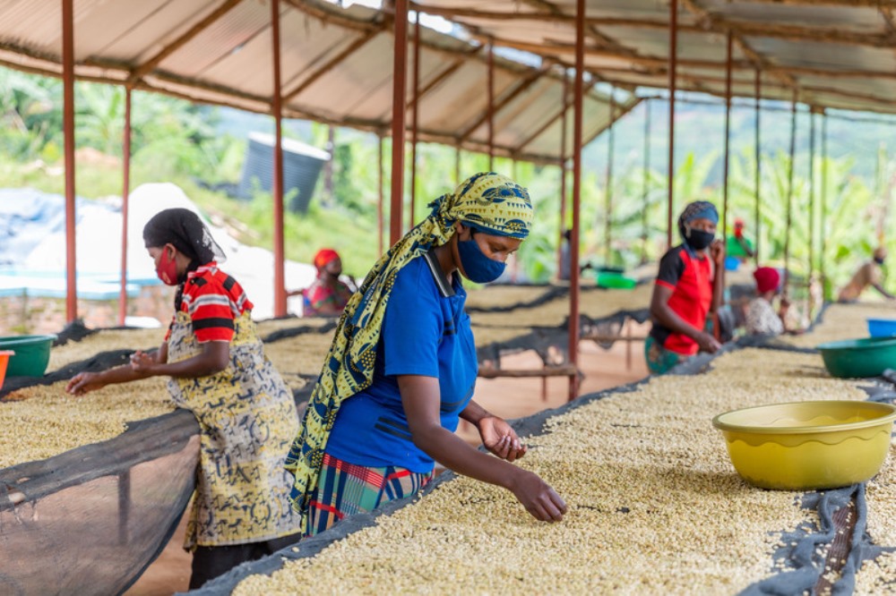 Beneficiaries were trained on best coffee farming practices and processing.  