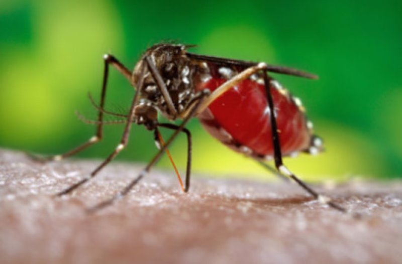 Prompted by the recent Zika virus outbreaks in Latin America and some parts of the United States, scientists around the world have been racing to develop candidate vaccines.