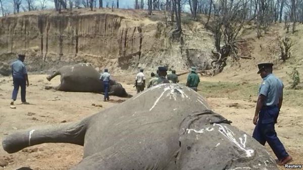 A group of elephants, believed to have been killed by poachers, lie dead at a watering hole in Zimbabwe's Hwange National Park.