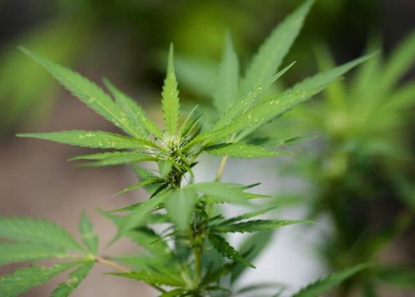 Marijuana plants grow in a greenhouse, 2016.