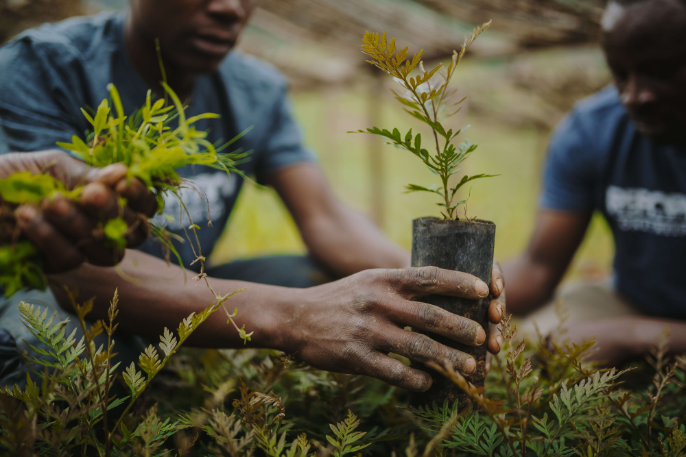How Rwanda is leading the way in restoring degraded farmlands with tree planting
